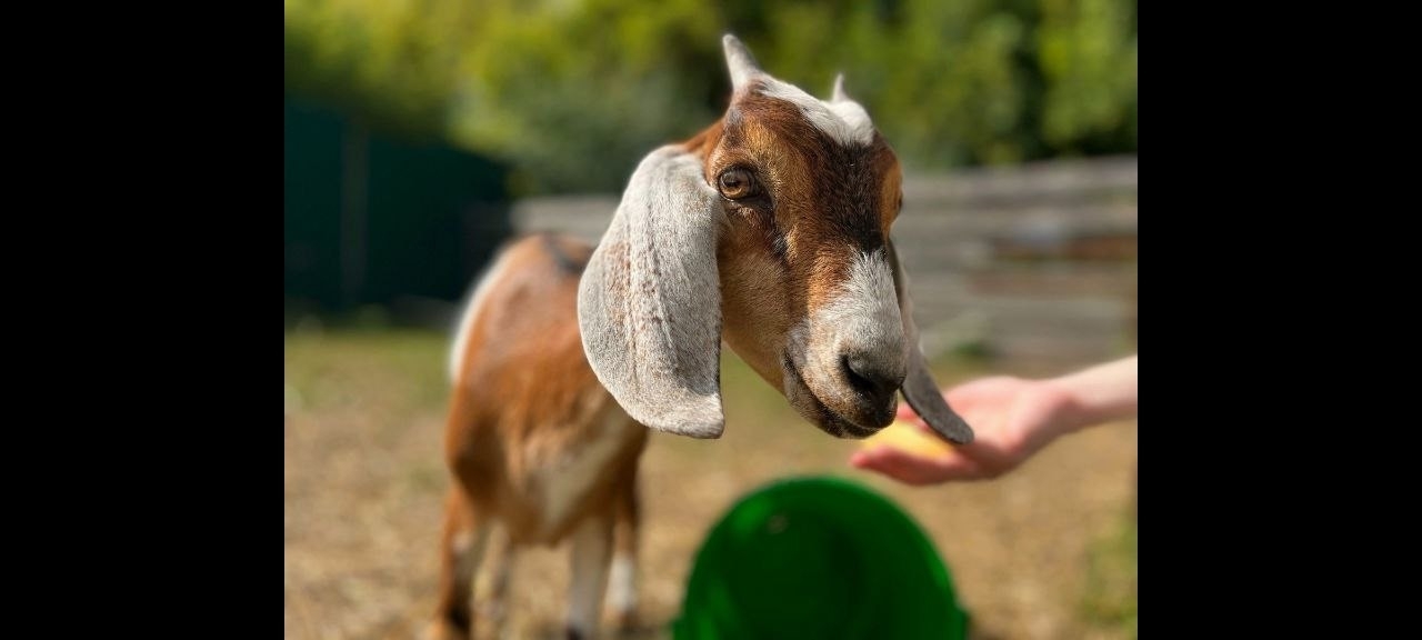 Детские анимации&nbsp;